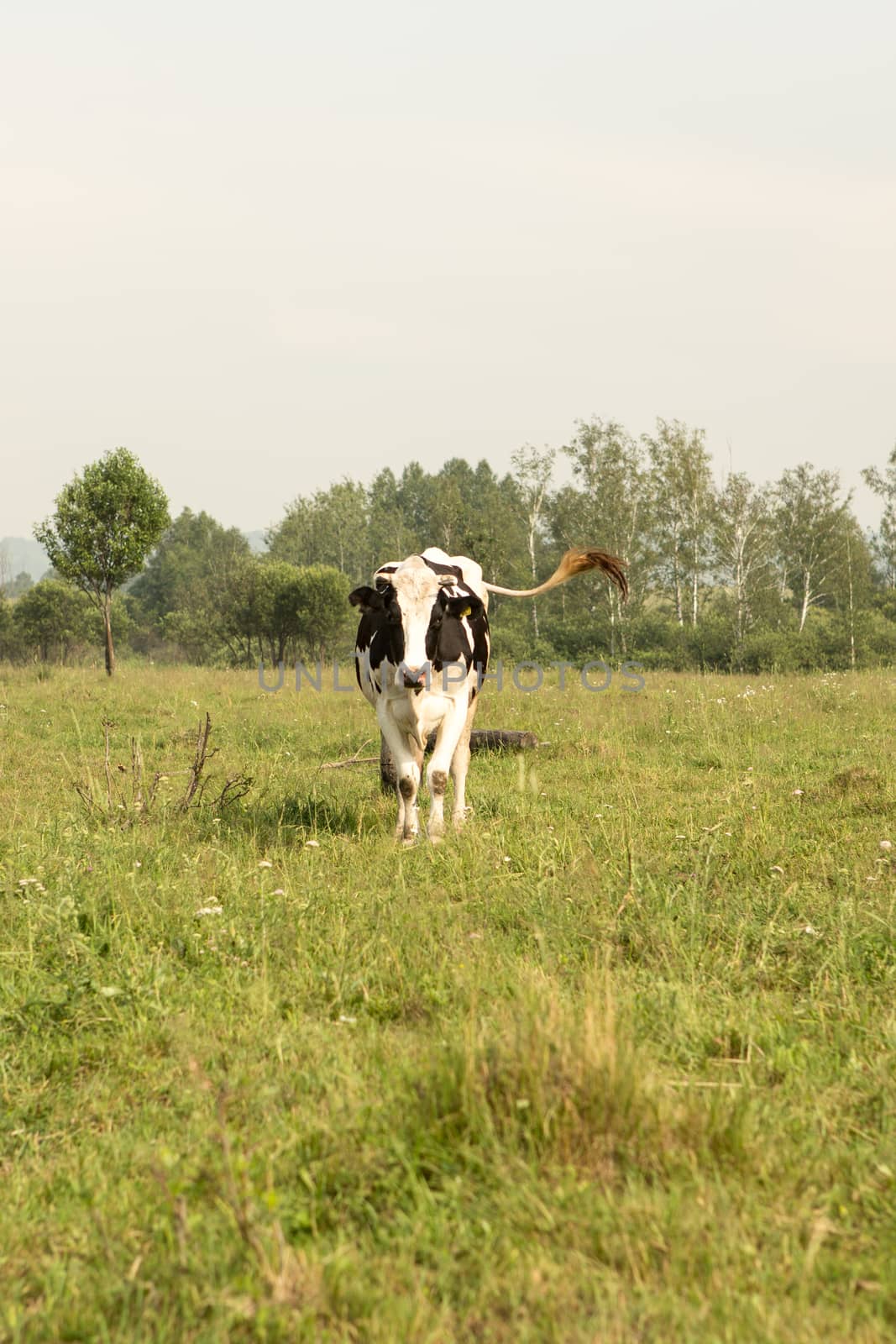 cows eating grass on a green meadow and a Sunny day