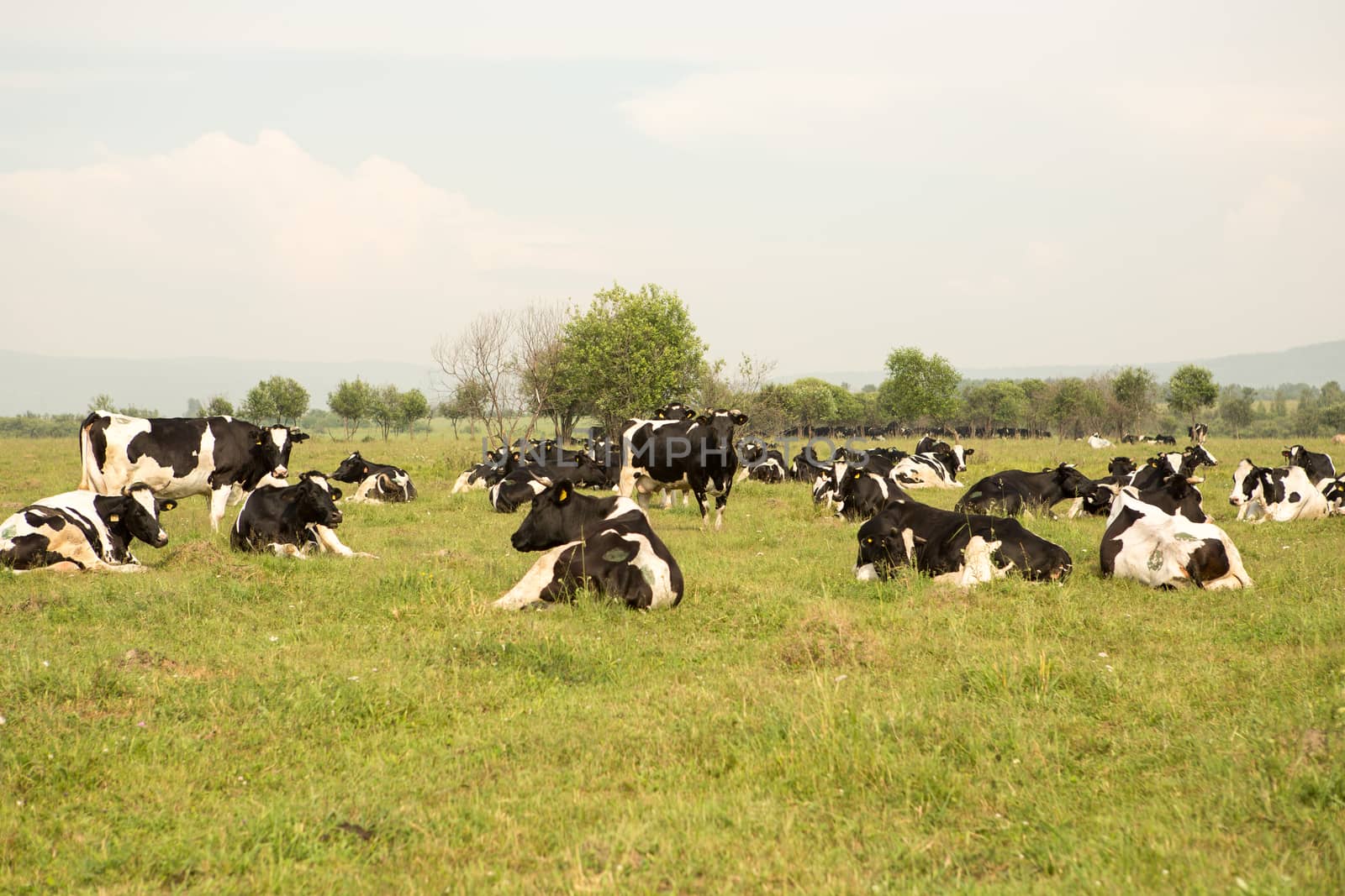 cows eating grass on a green meadow and a Sunny day
