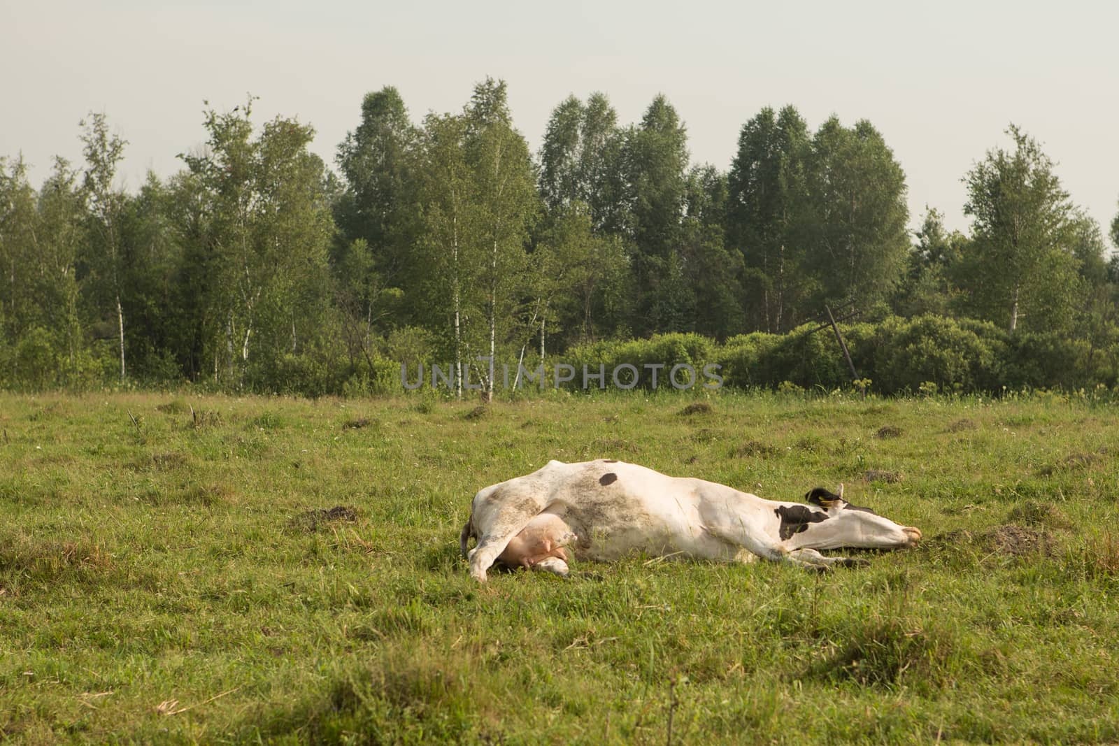 cows eating grass on a green meadow and a Sunny day
