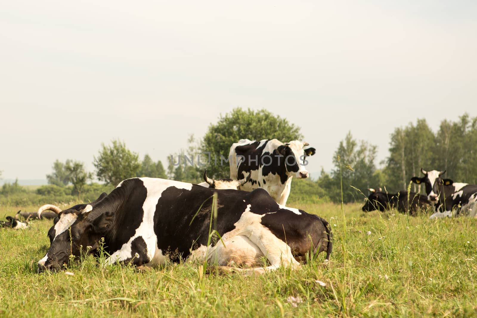 cows eating grass on a green meadow and a Sunny day