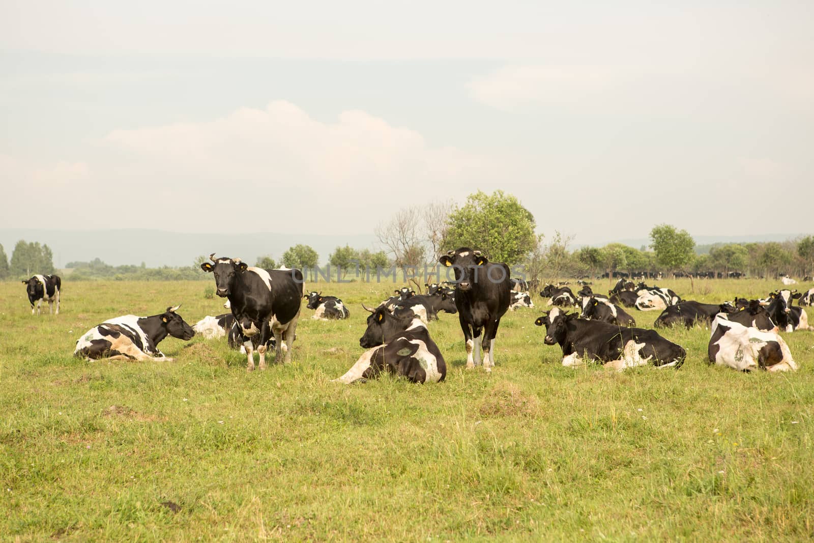 cows eating grass on a green meadow and a Sunny day