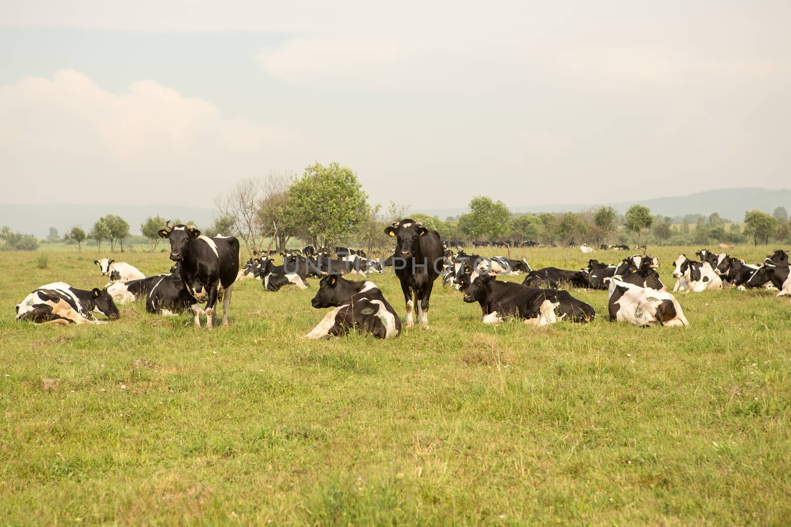 cows eating grass on a green meadow and a Sunny day