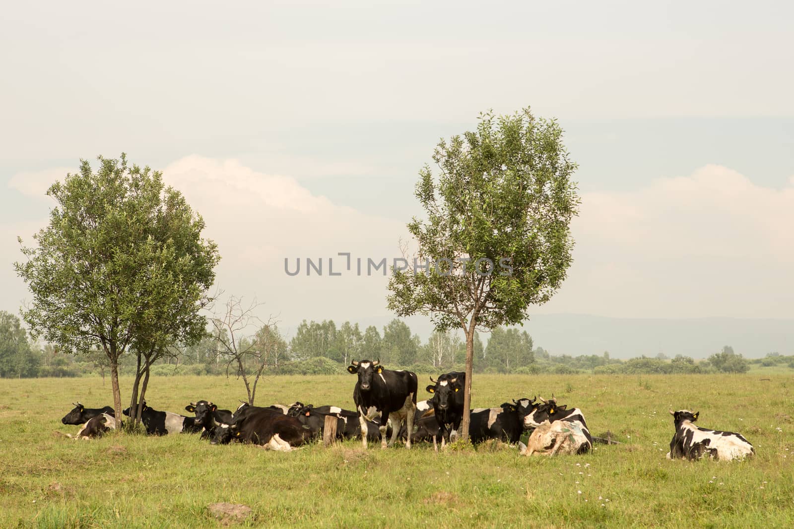 cows eating grass on a green meadow and a Sunny day