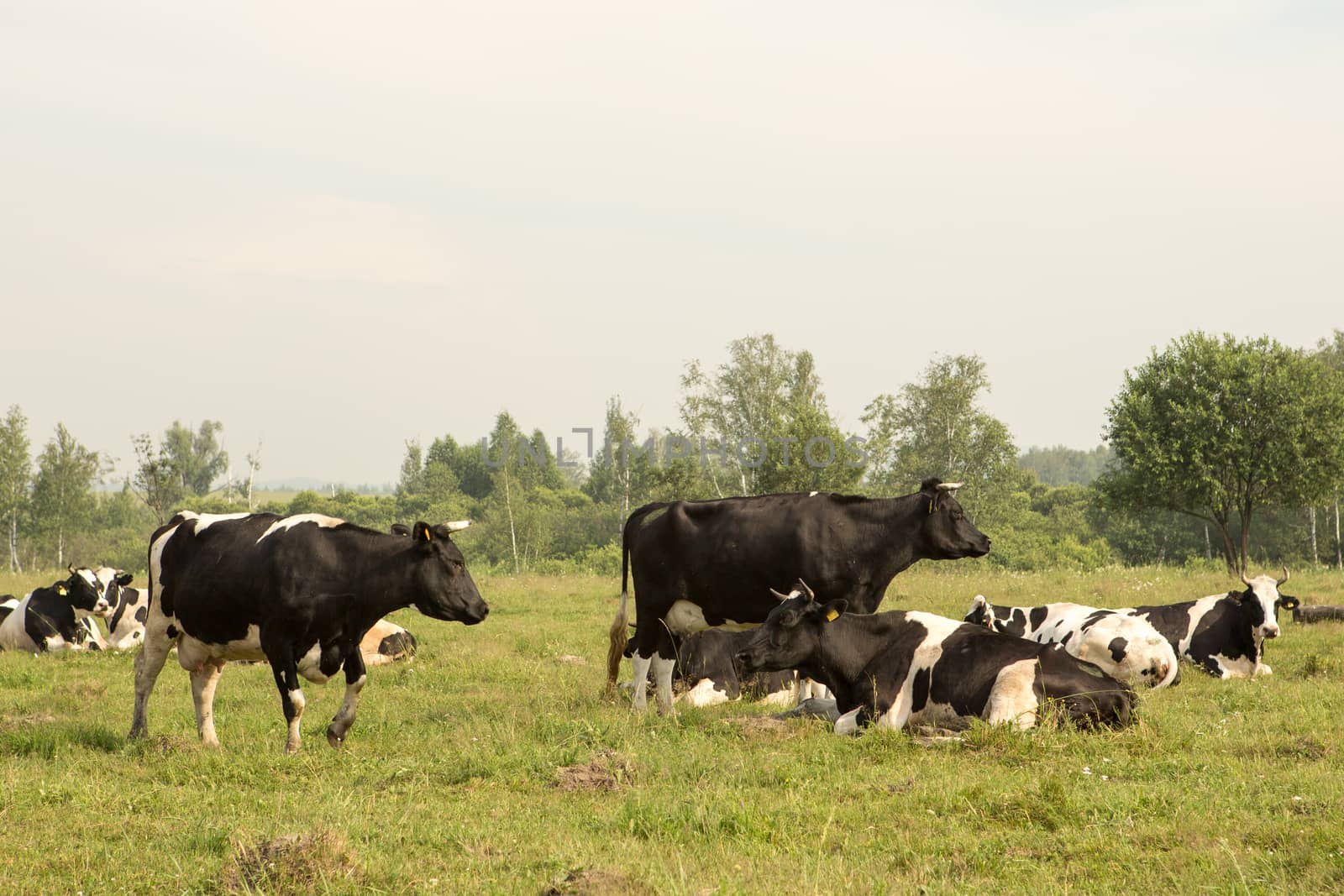 cows eating grass on a green meadow and a Sunny day