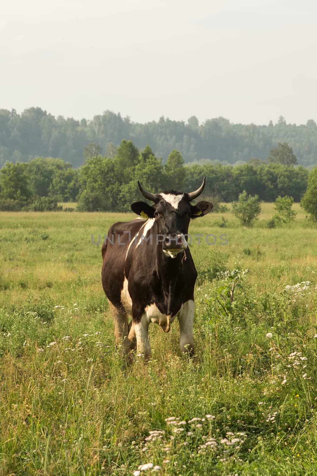 cows eating grass on a green meadow and a Sunny day