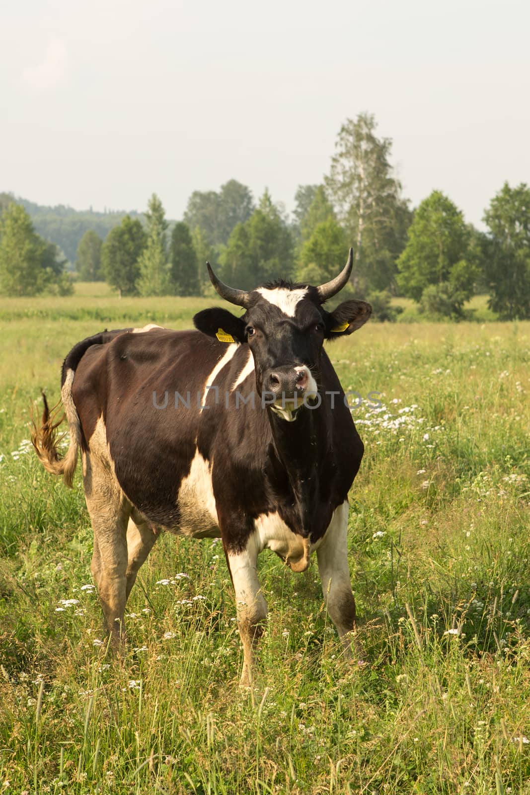cows eating grass on a green meadow and a Sunny day