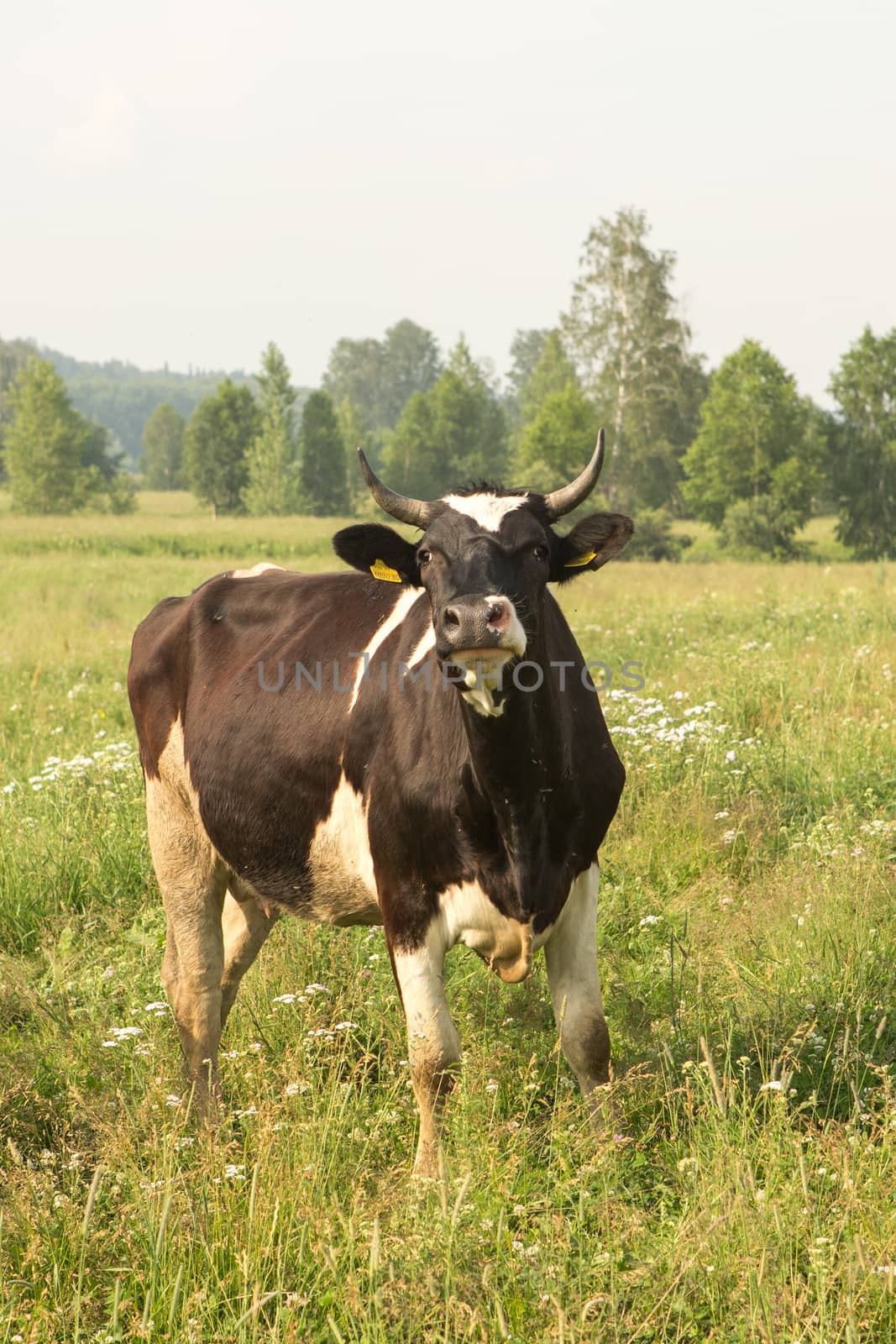 cows eating grass on a green meadow and a Sunny day