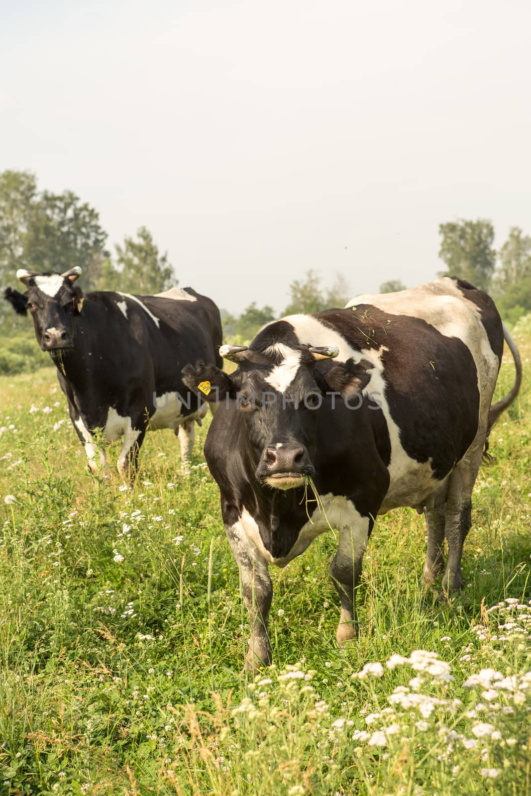 cows eating grass on a green meadow and a Sunny day