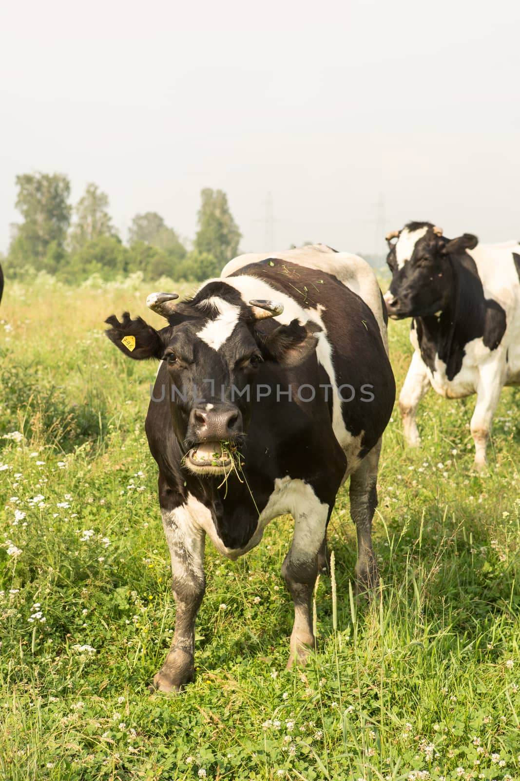 cows eating grass on a green meadow and a Sunny day