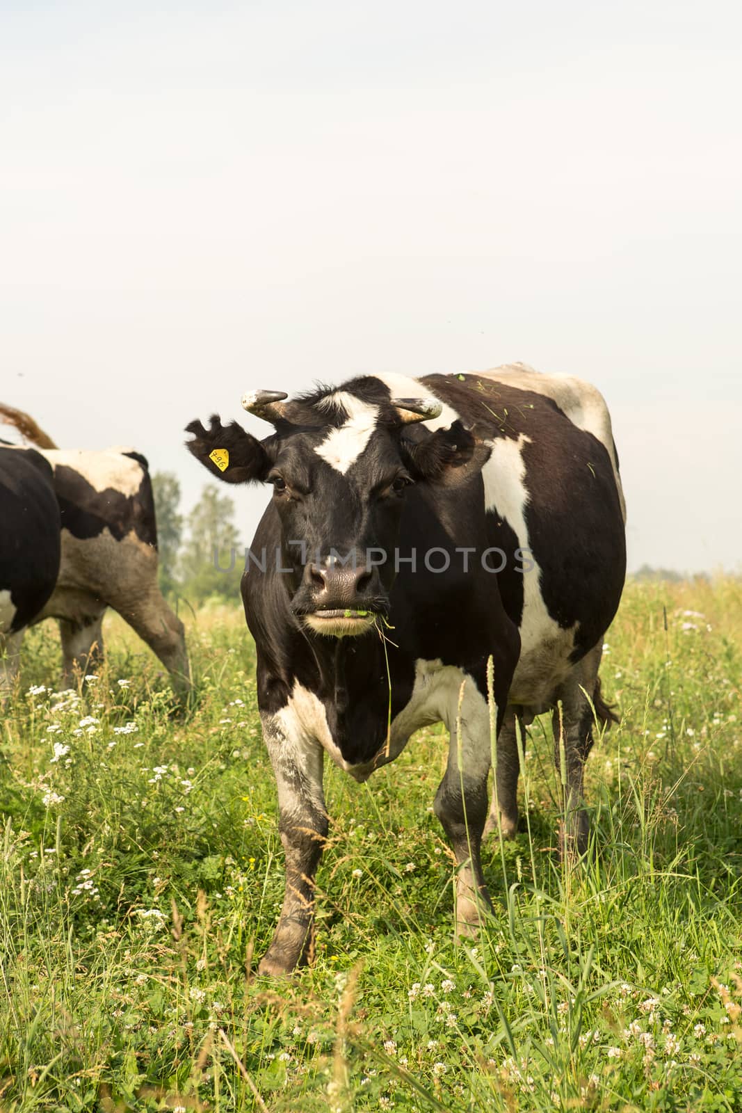 cows eating grass on a green meadow and a Sunny day