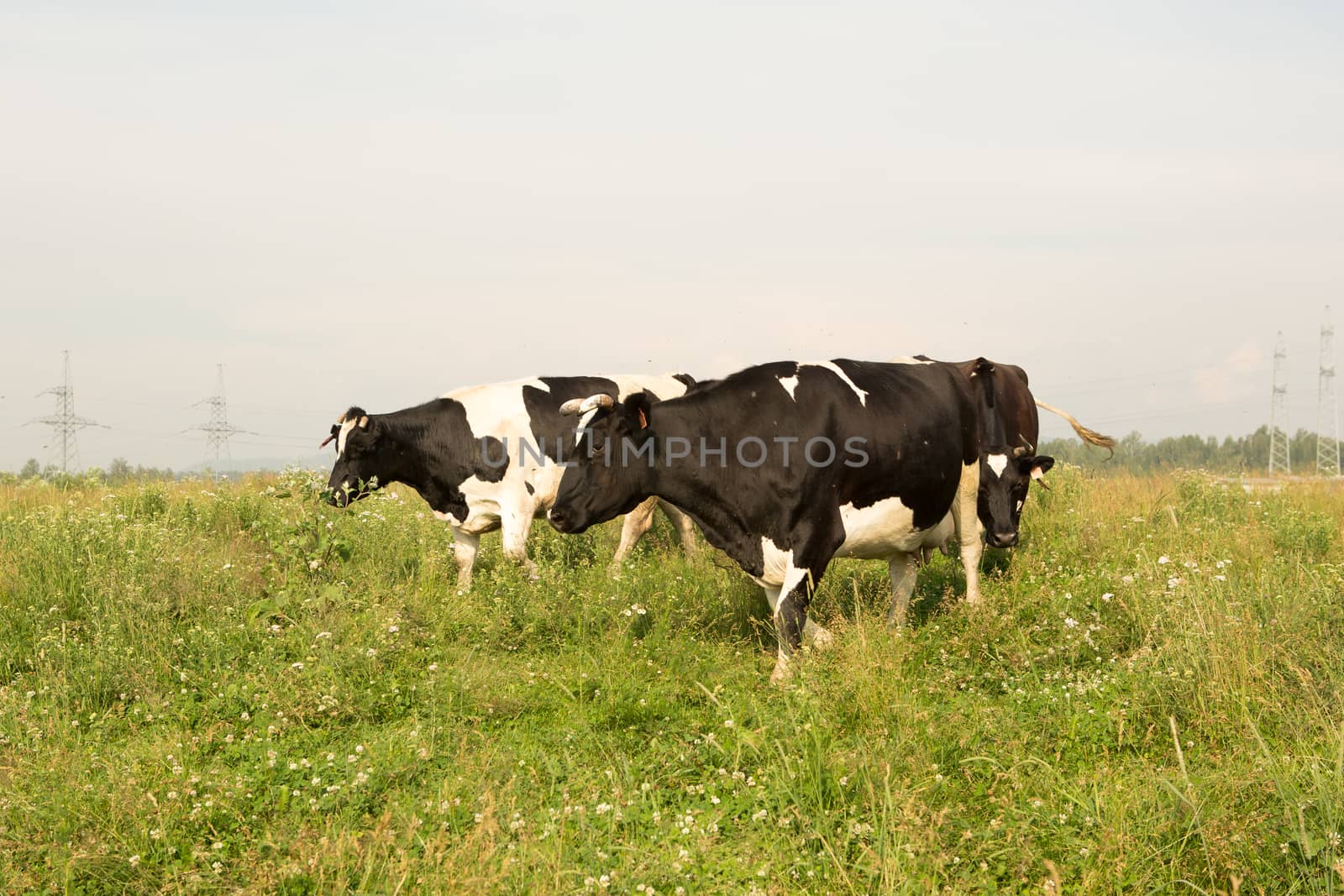 cows eating grass on a green meadow and a Sunny day