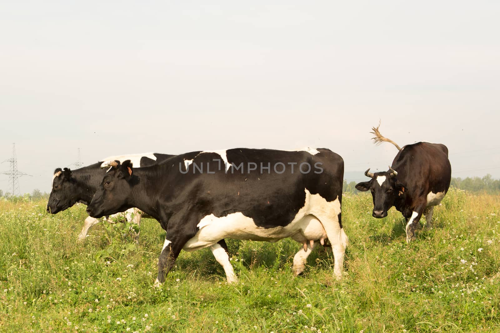 cows eating grass on a green meadow and a Sunny day