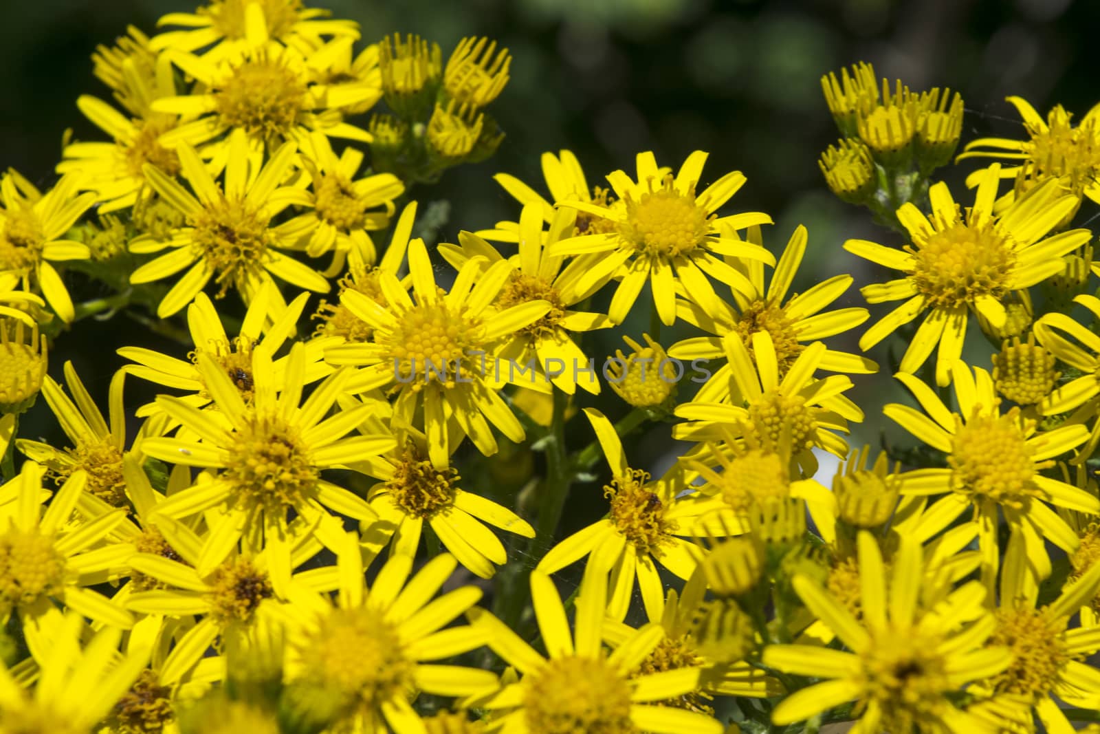 Closeup of beautiful yellow flowers in the garden