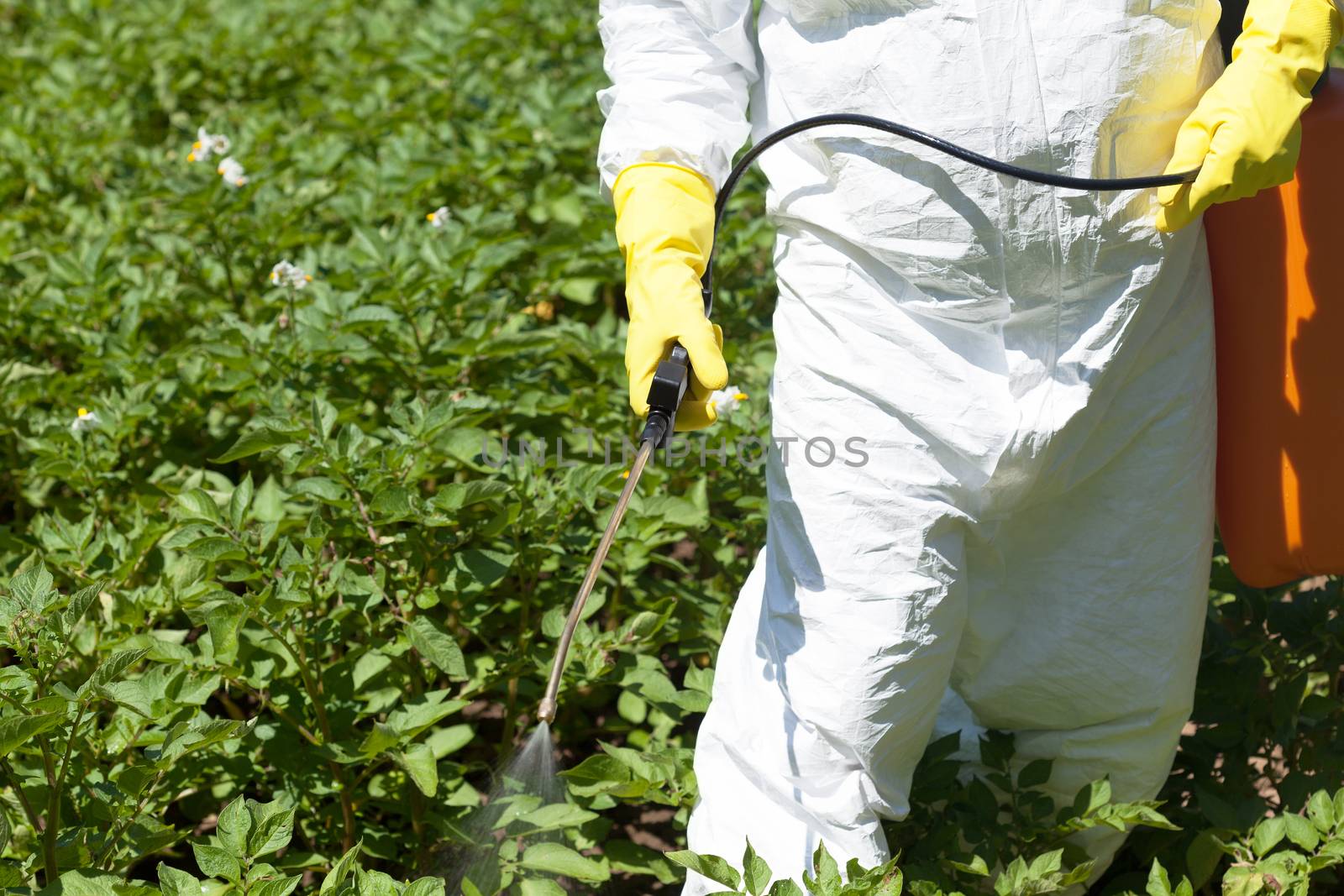 Farmer spraying toxic pesticides in the vegetable garden. Non-organic food.