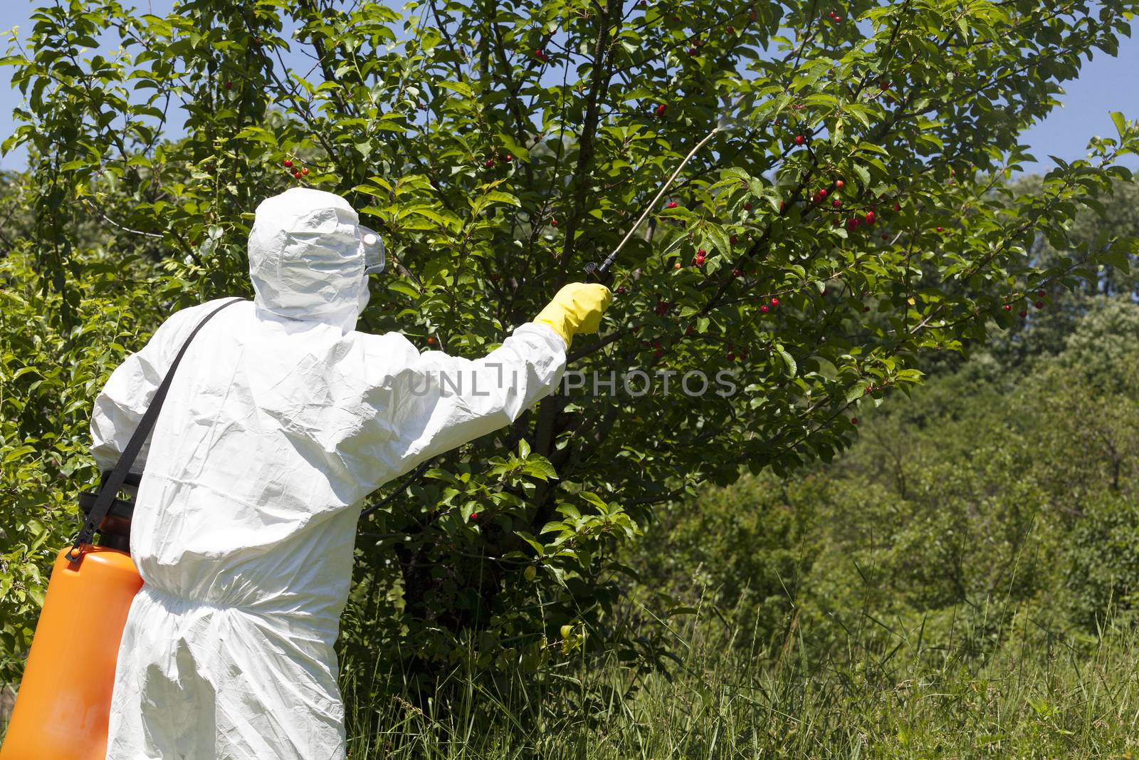Farmer spraying toxic pesticides. Non-organic fruit.