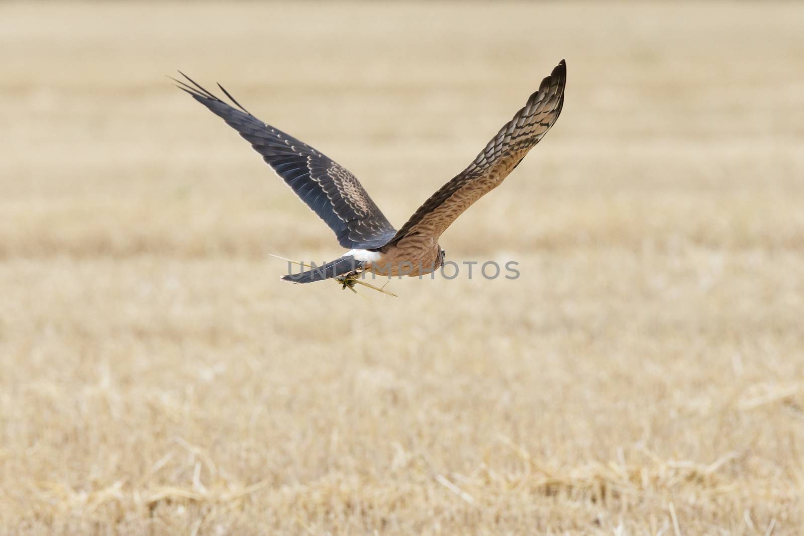 Circus pygargus on the wheat field, beautiful bird, photo-hunting