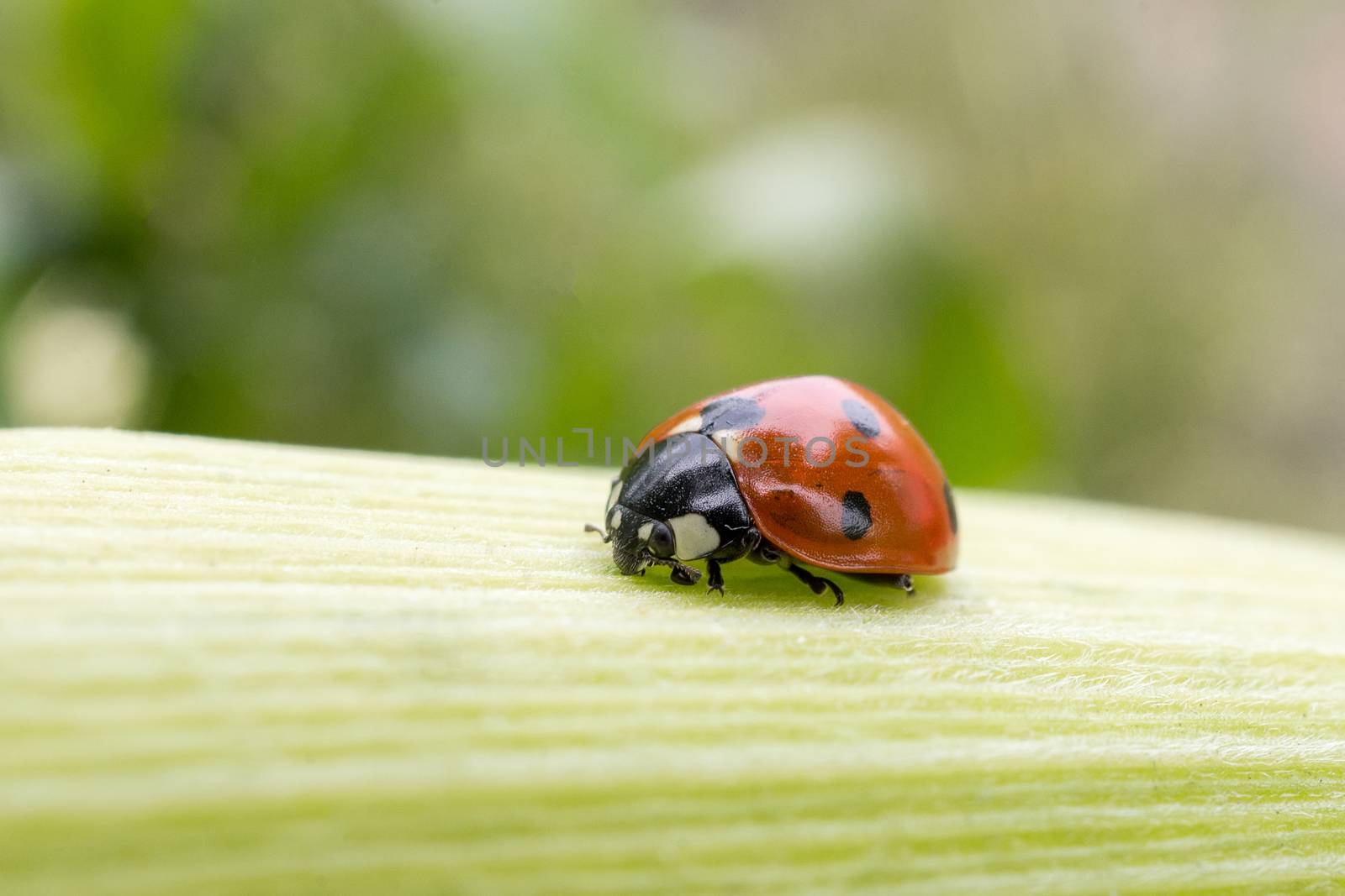 Ladybird on a sheet of corn by AlexBush