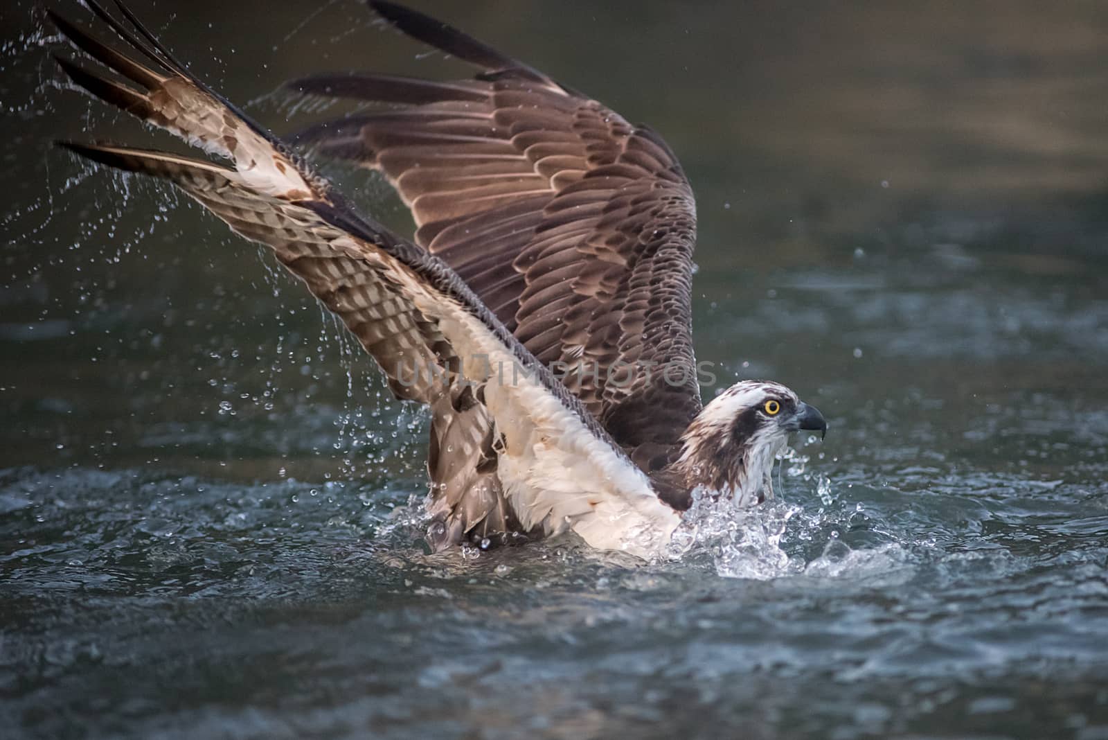 Osprey catching fish by alan_tunnicliffe