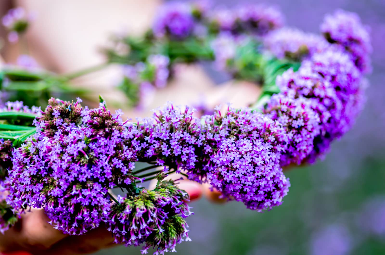 purple flower wreath on hands by Desperada