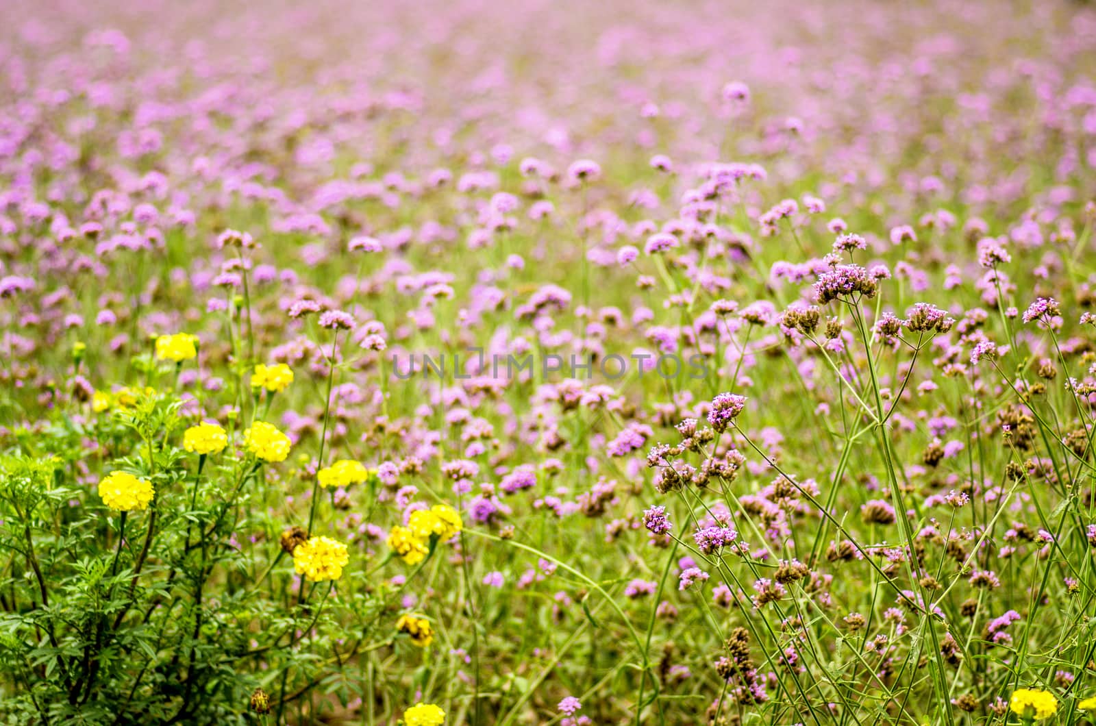 purple flowers on the meadow