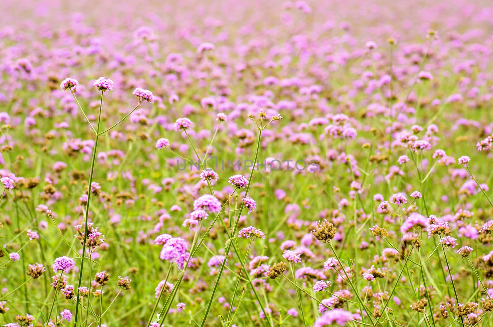 purple flowers on the meadow