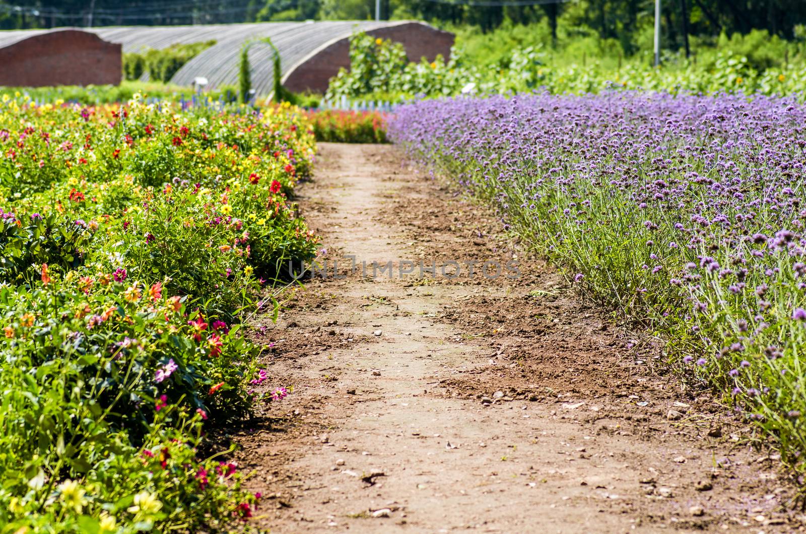 farm with flower lawns by Desperada