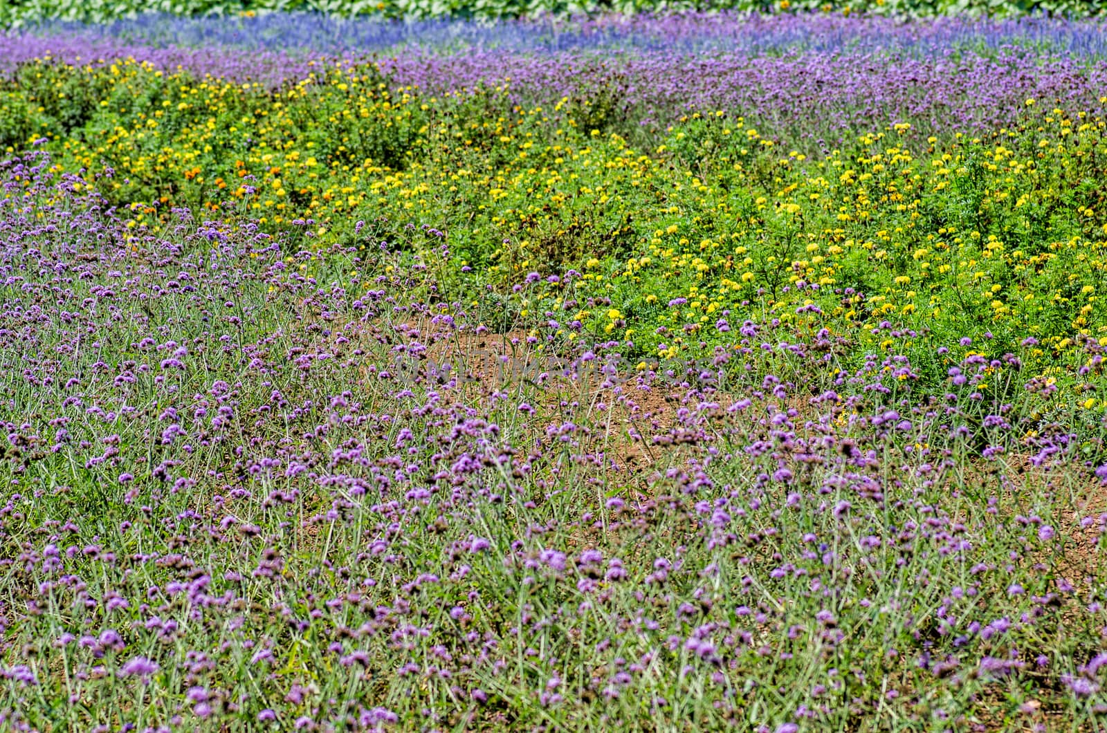 purple flowers on the meadow