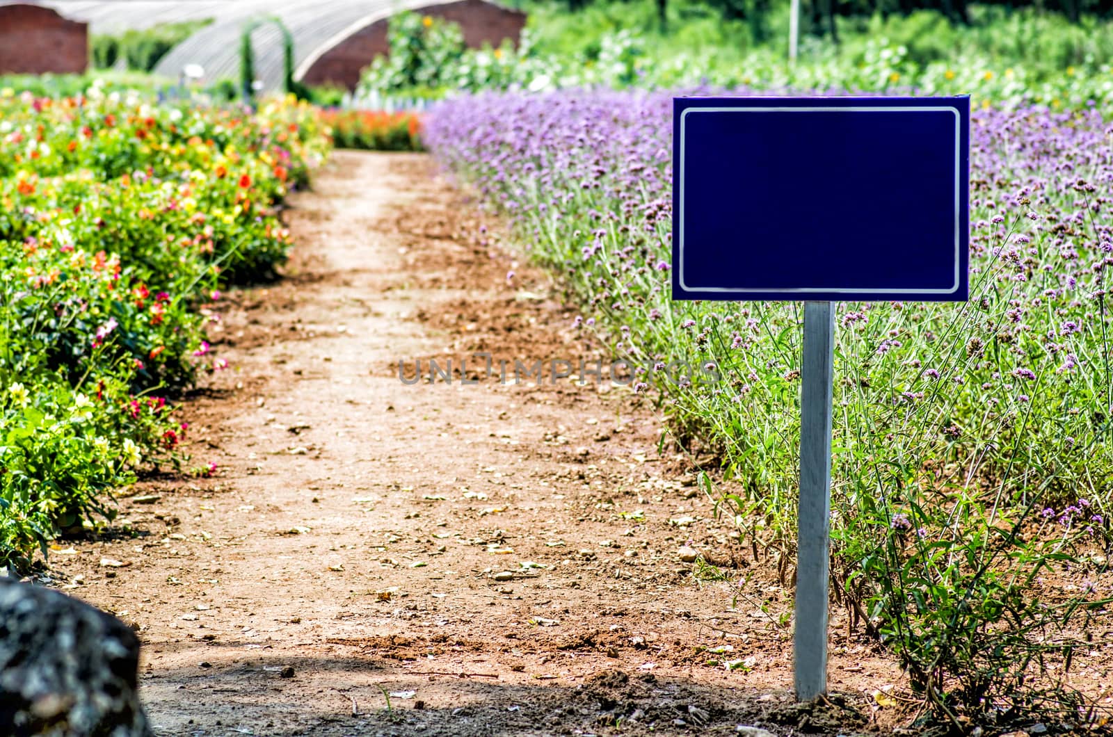 purple flowers on the meadow with a sign by Desperada