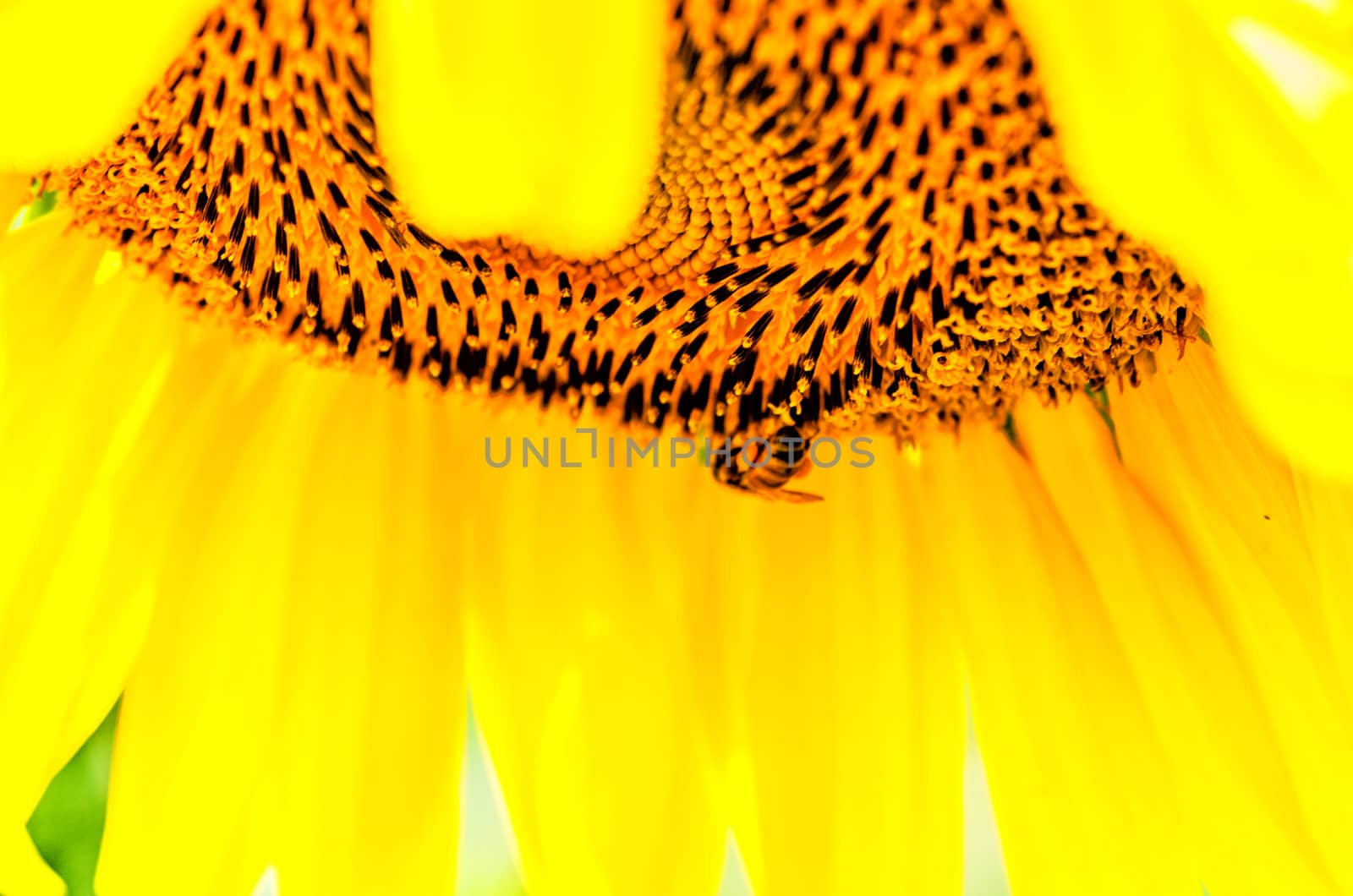 sunflower on the nature background macro by Desperada