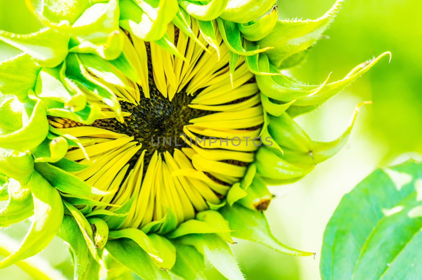 sunflower on the nature background by Desperada