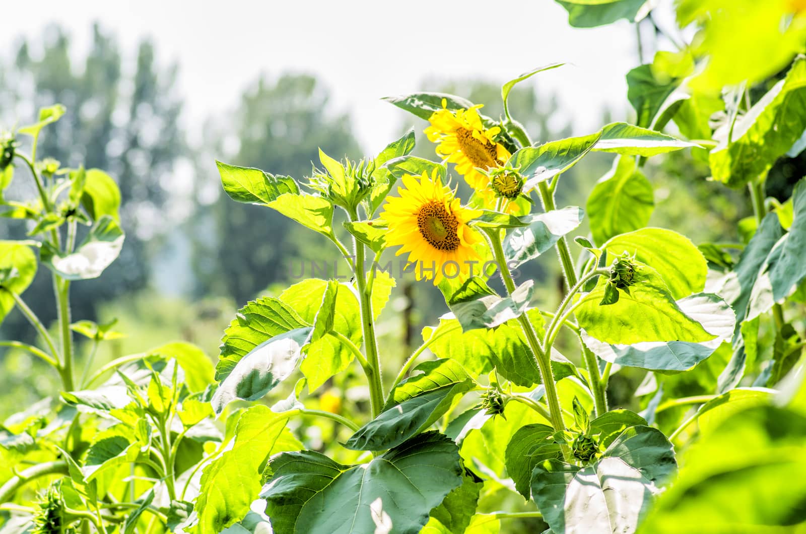 sunflowers on the nice nature background