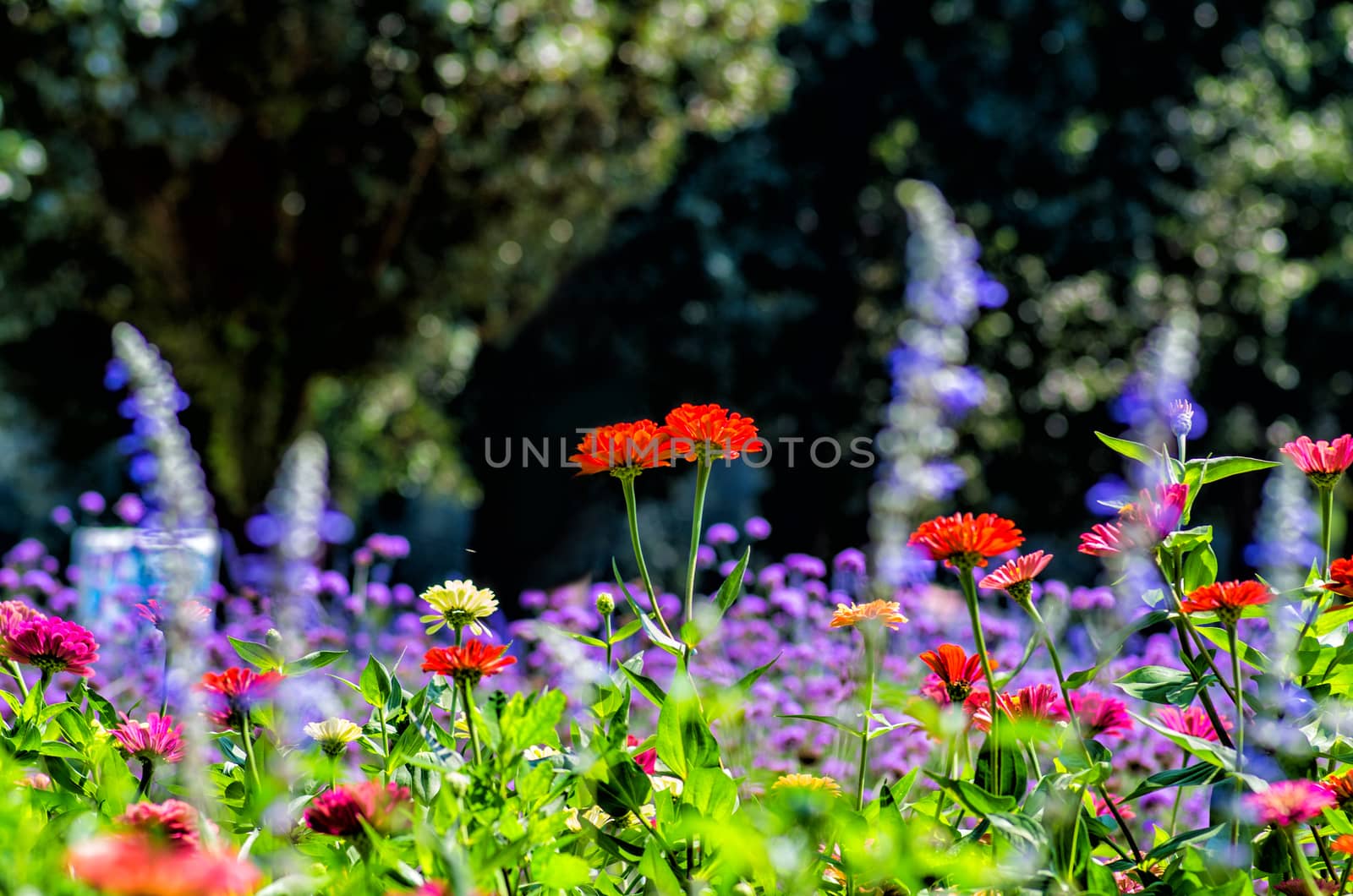 colorful flowers on the blossoming meadow