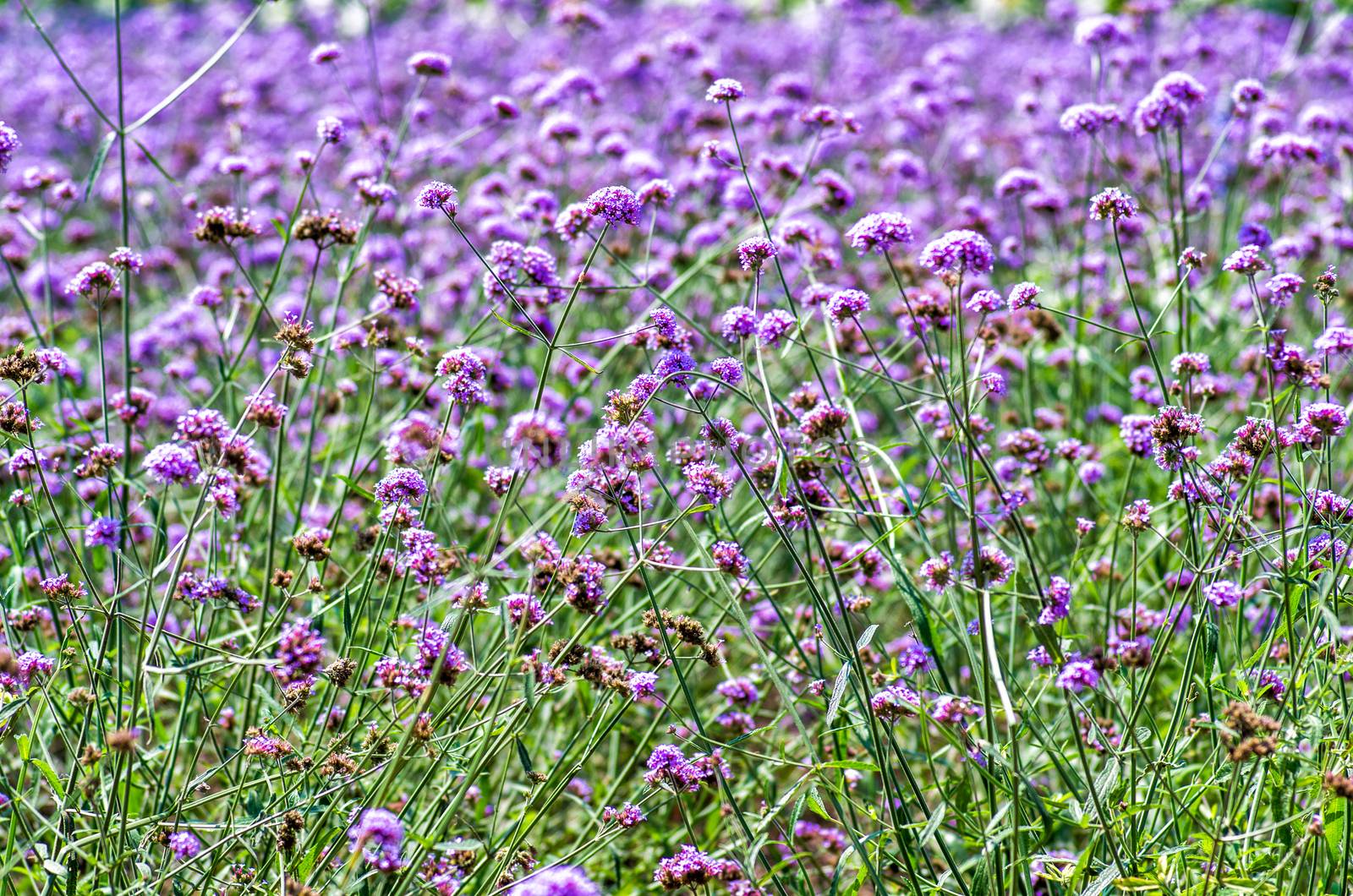 farm with flower lawns