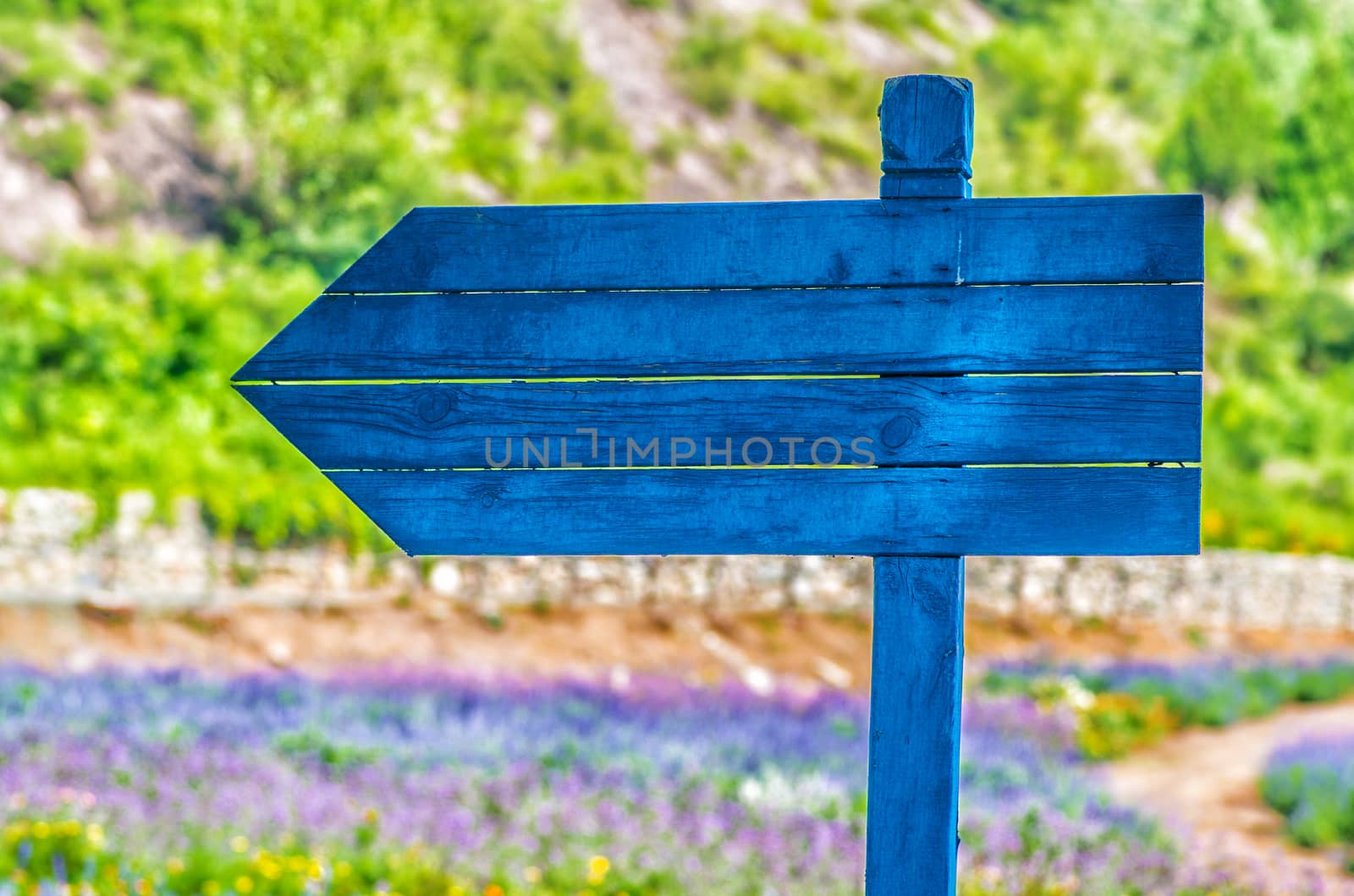 purple flowers on the meadow with a sign