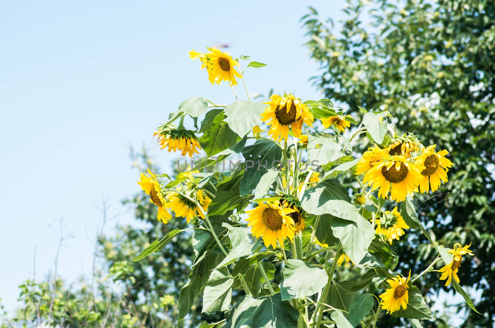 sunflowers on the nature background by Desperada