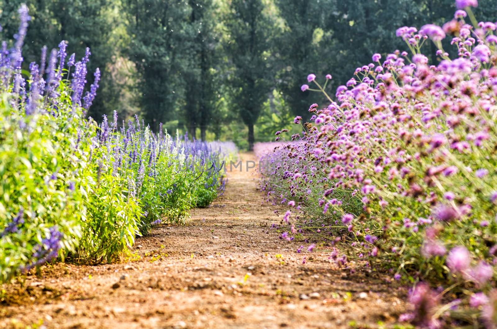 farm with the flower lawns