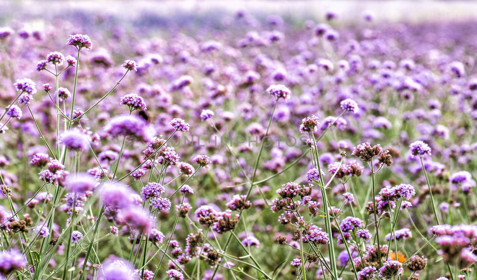 purple flowers on the meadow