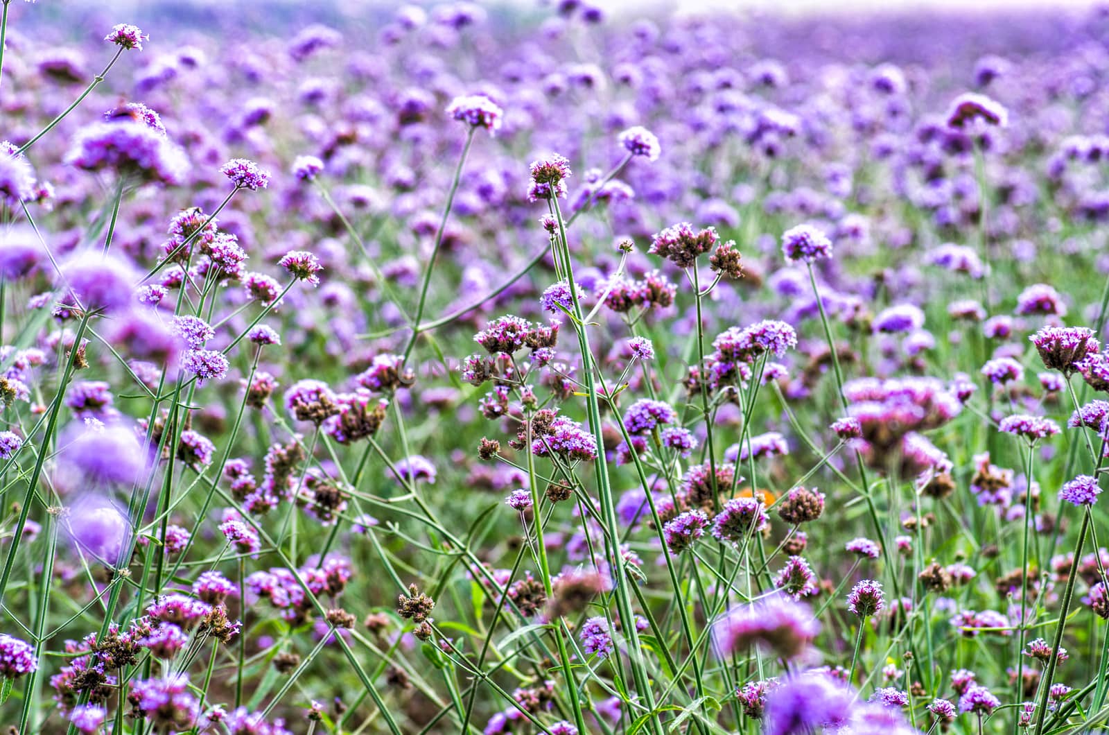 purple flowers on meadow by Desperada