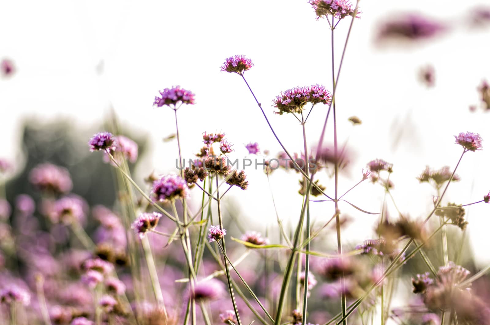 purple flowers on meadow by Desperada