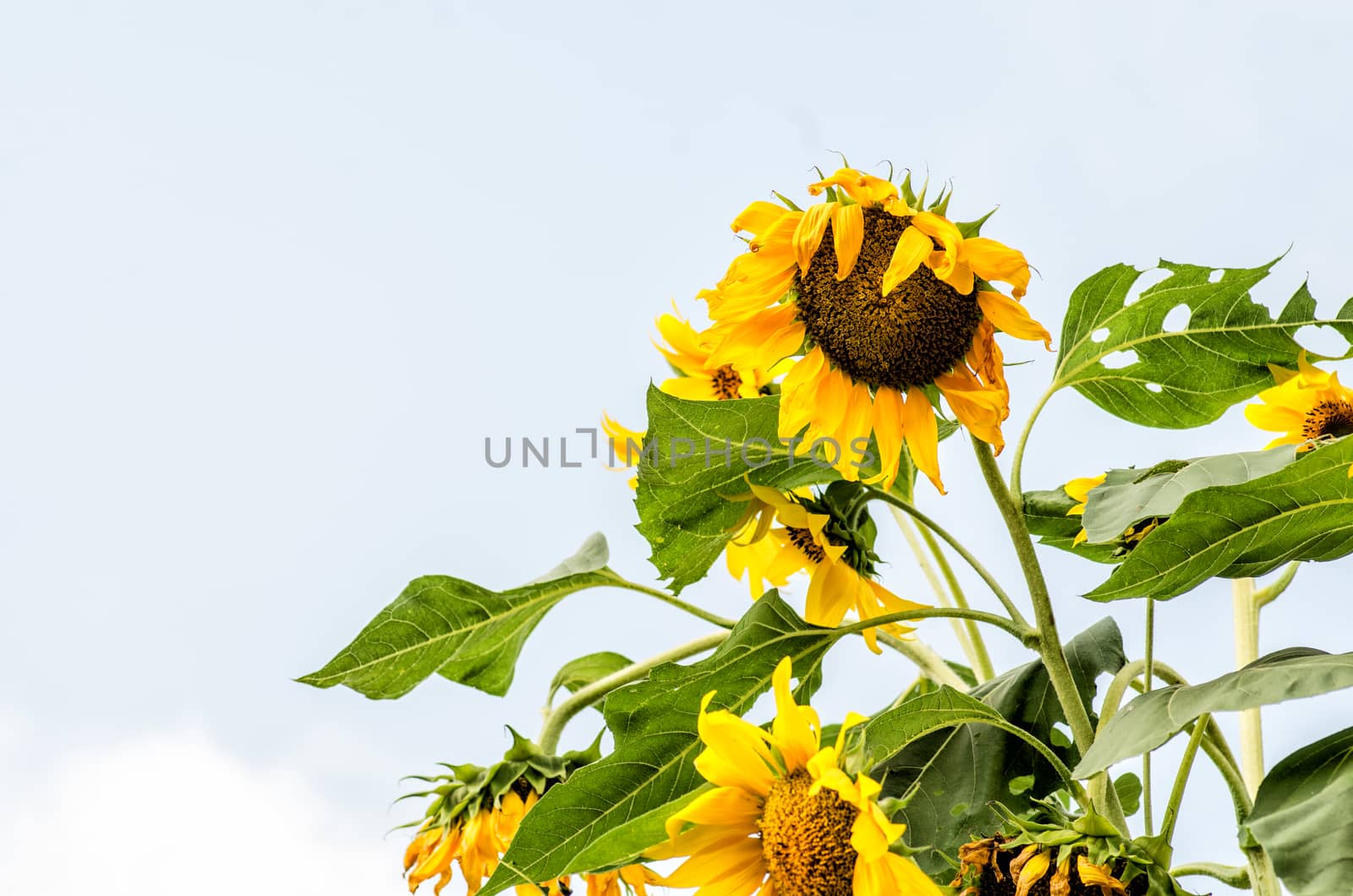 sunflowers on the nature background
