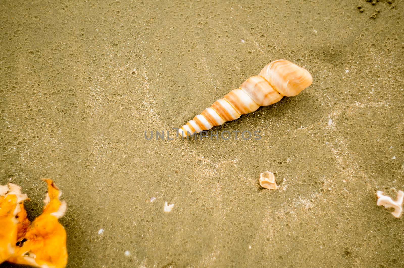 spiral conch laying on the sand