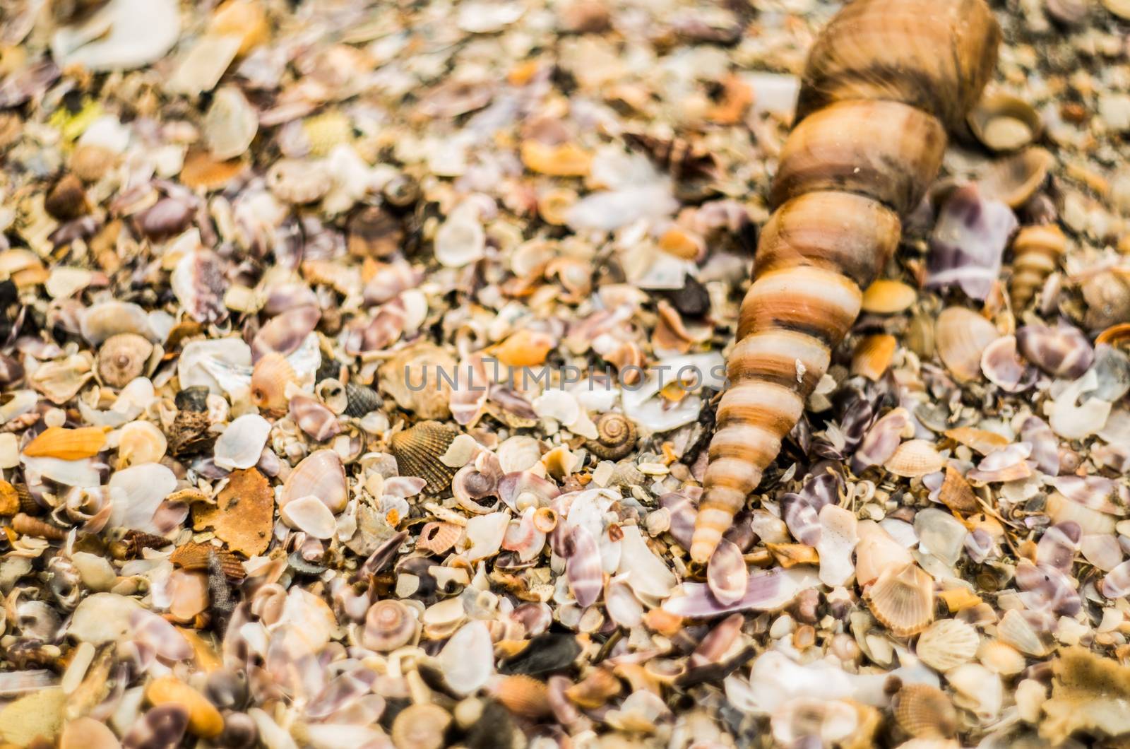 sea shells on the beach by Desperada