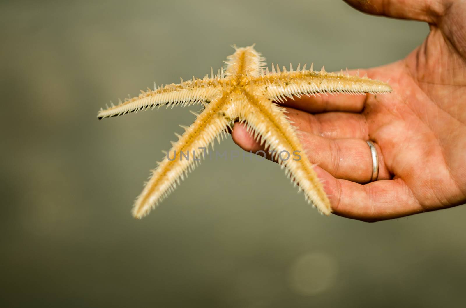 star fish on the hand by Desperada