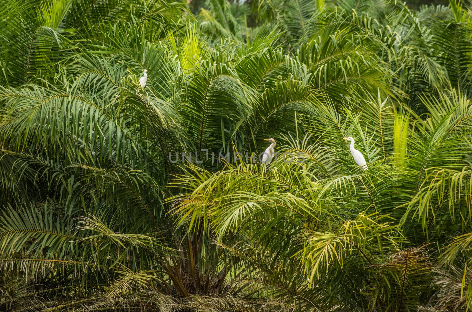 white herons sitting on the palm trees