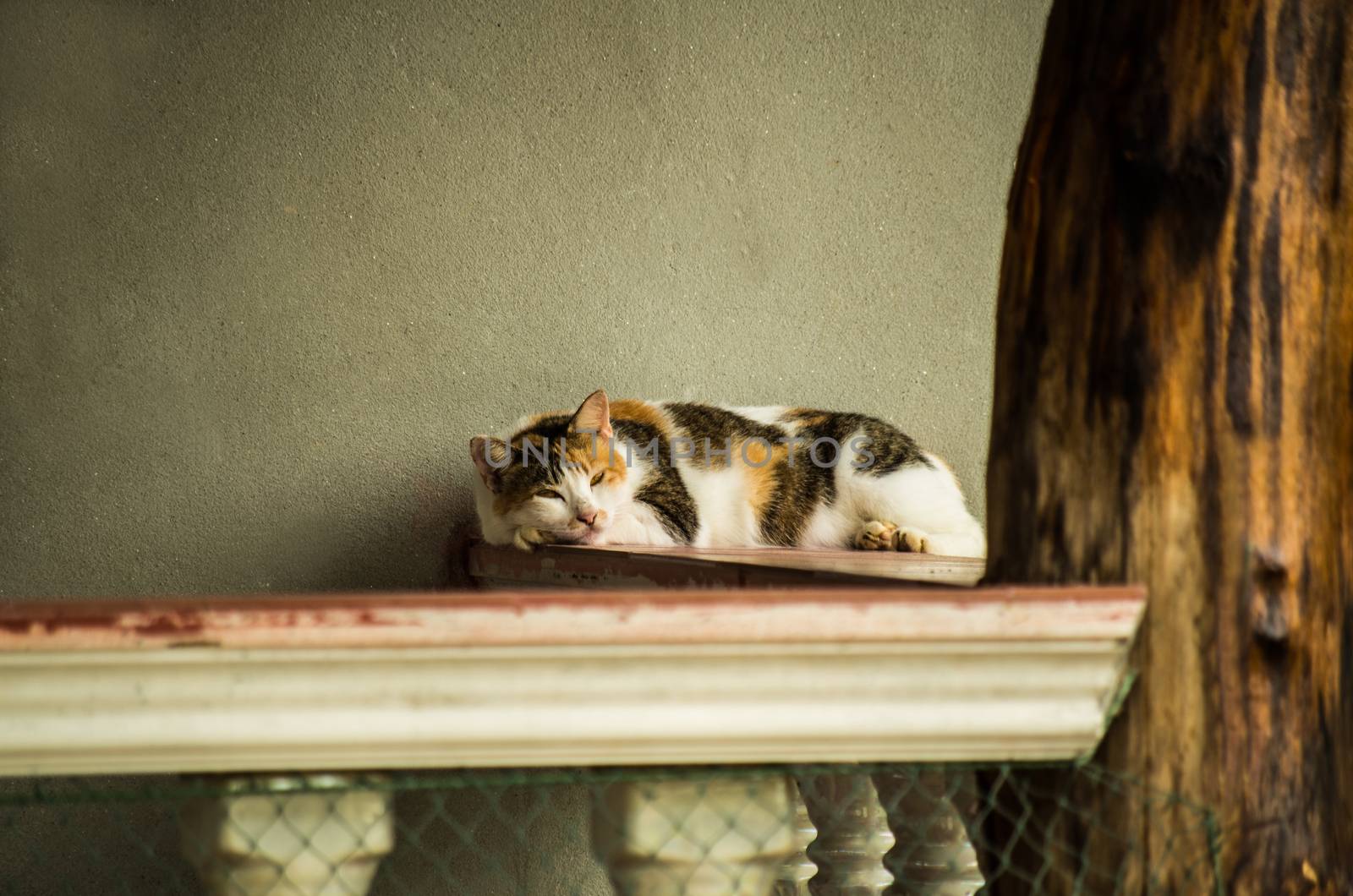 cat lying on the balcony by Desperada