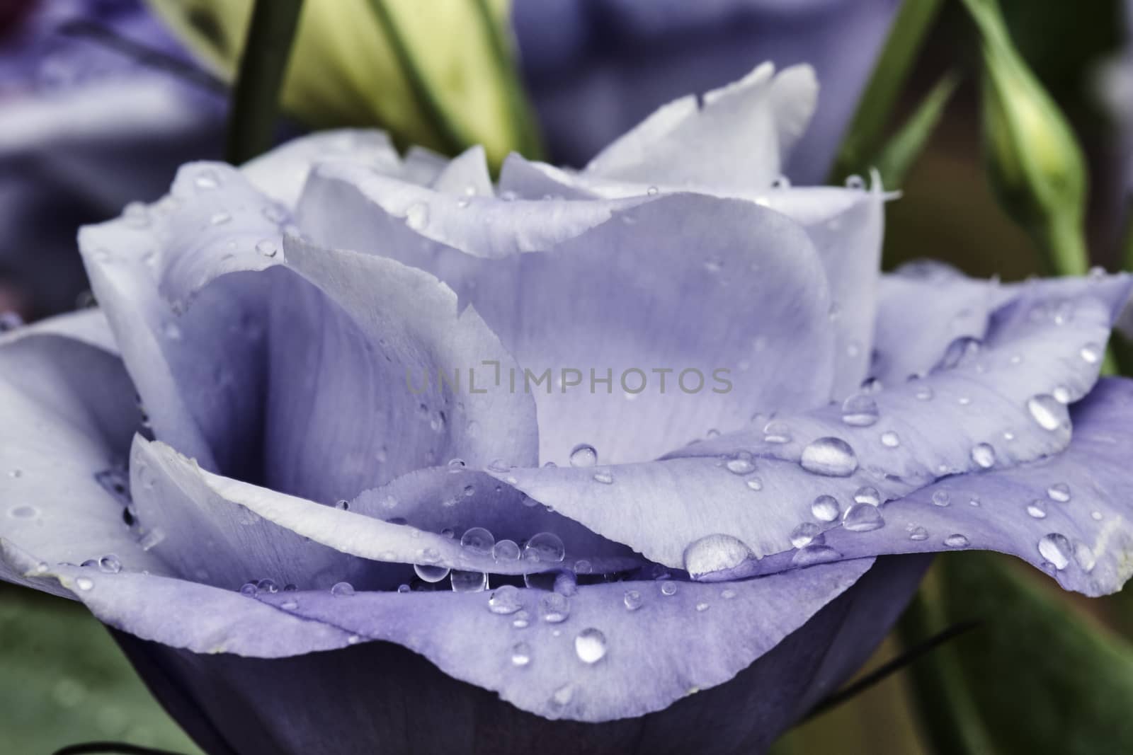 violet lavatera with drops of rain