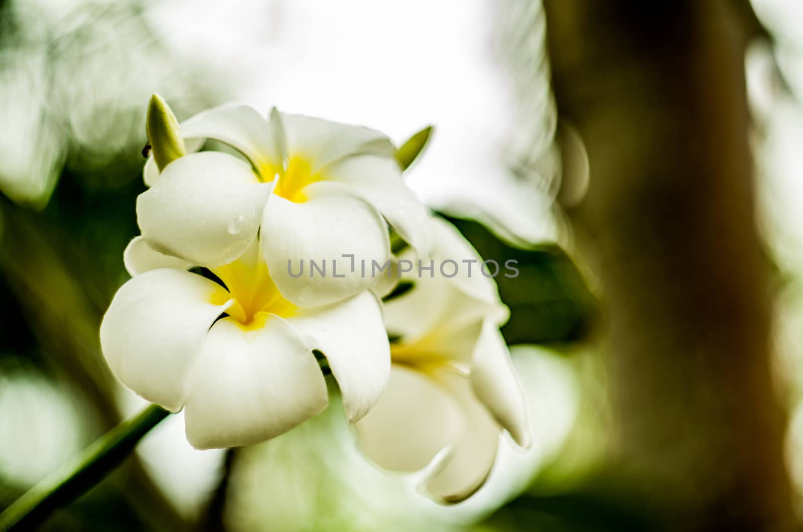 blossoming white frangipani flower
