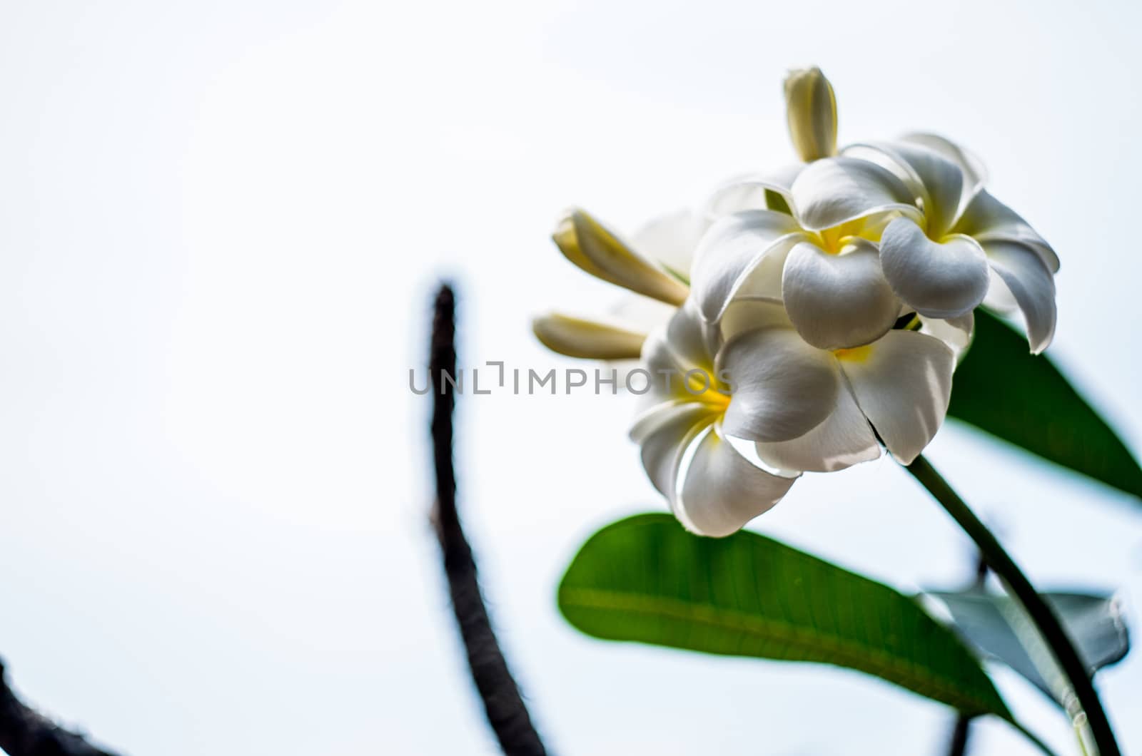 blossoming white frangipani flower