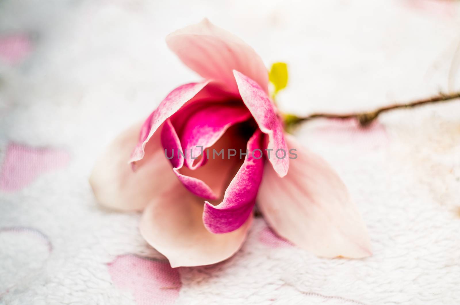 pink rose on the pink soft rug on nature background