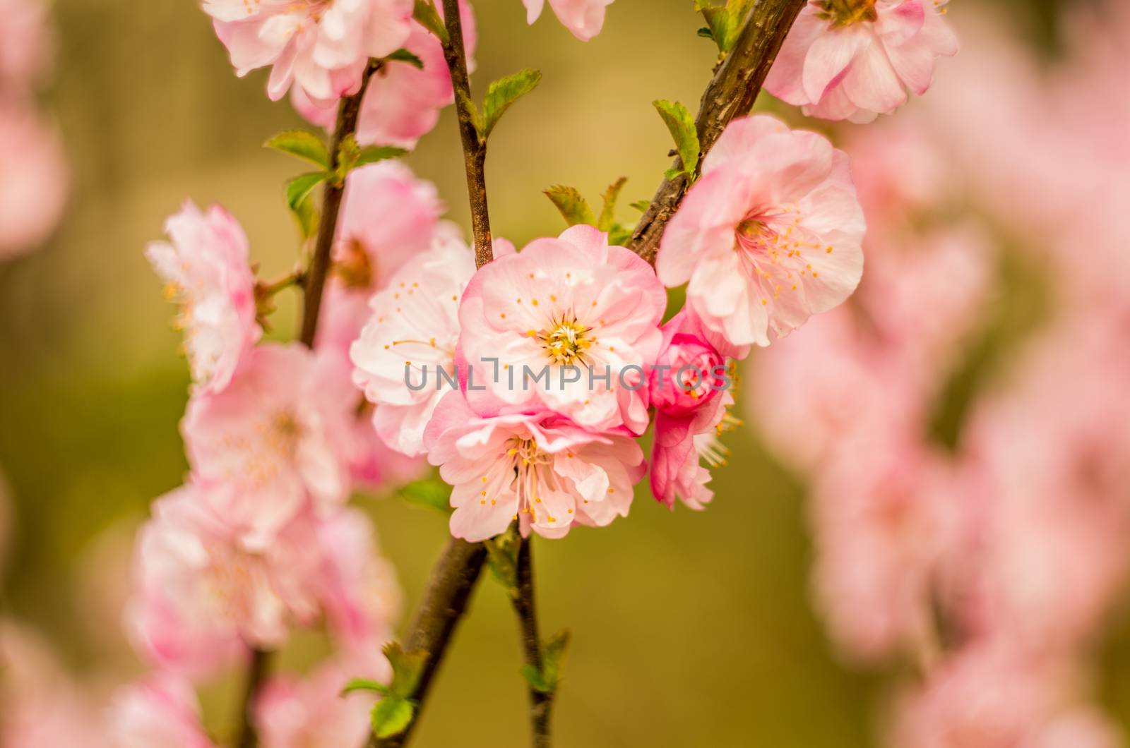 beautiful spring flowers on a branch of a tree